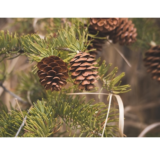 Pine Medicine And Its Healing Properties
